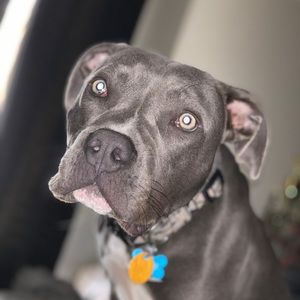 Meet your Posher, Abbi